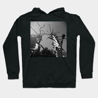 Glacier National Park Trees Hoodie